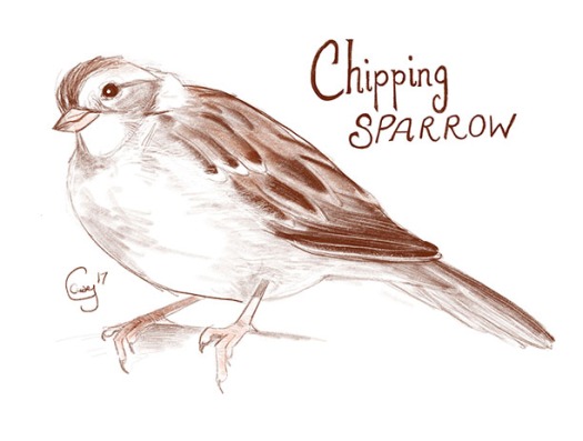 chippingsparrow-caseygirard